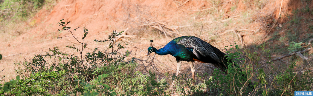 Peacock at Yala